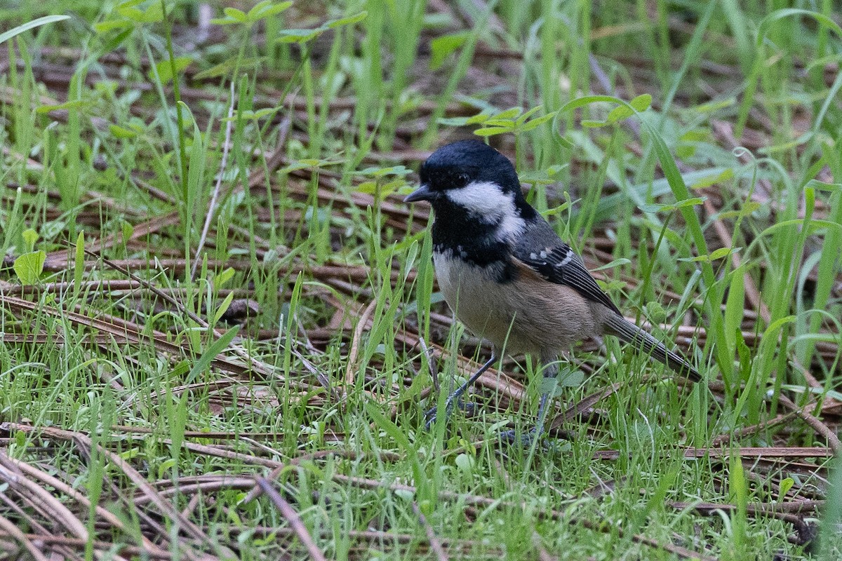 Coal Tit - ML646368373