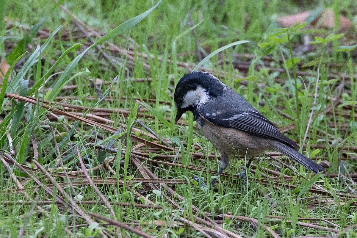 Coal Tit - ML646368374