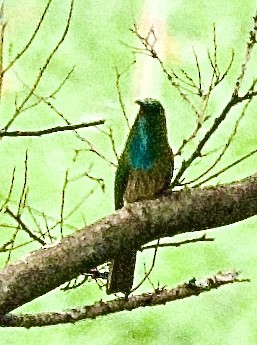 Бджолоїдка велика - ML646368376