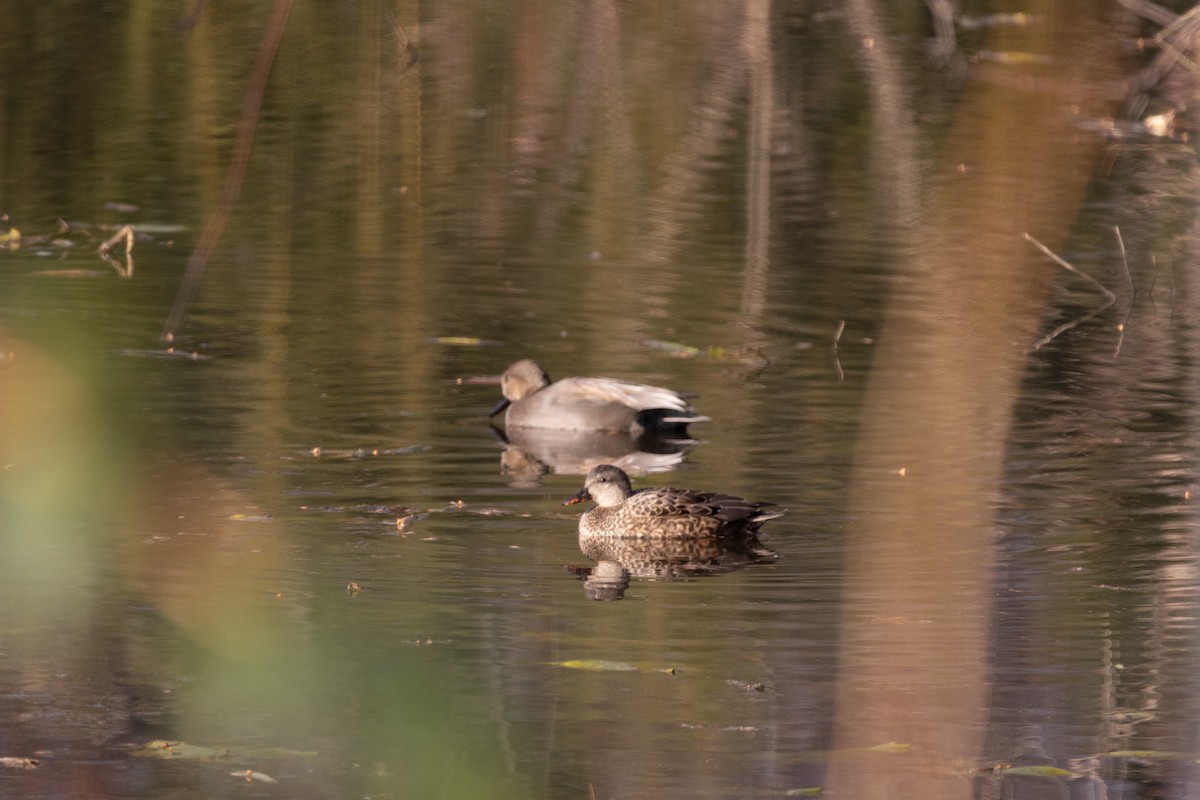 オカヨシガモ - ML646368377