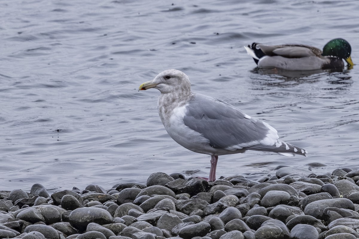 Western x Glaucous-winged Gull (hybrid) - ML646368379