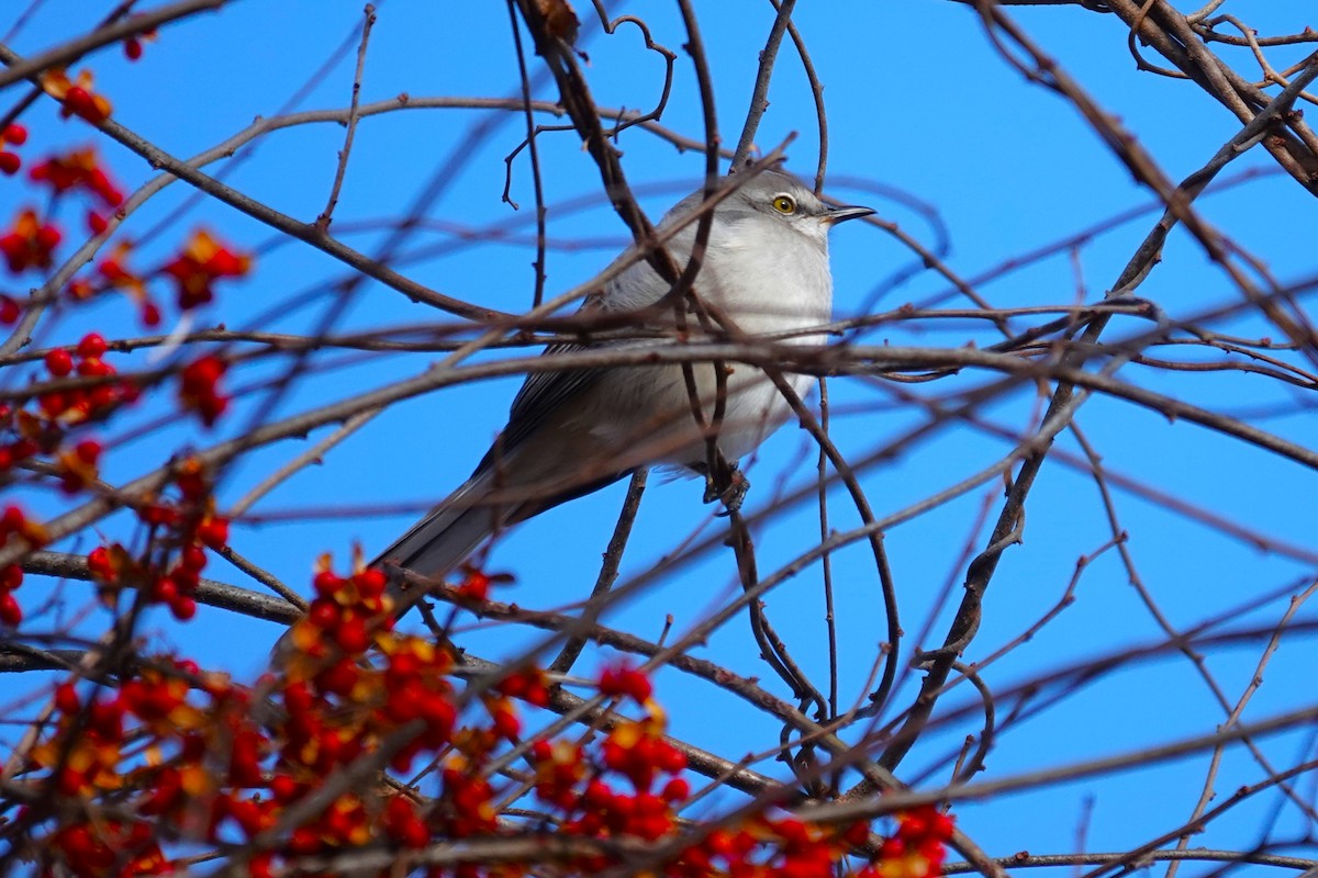 Пересмішник багатоголосий - ML646368380