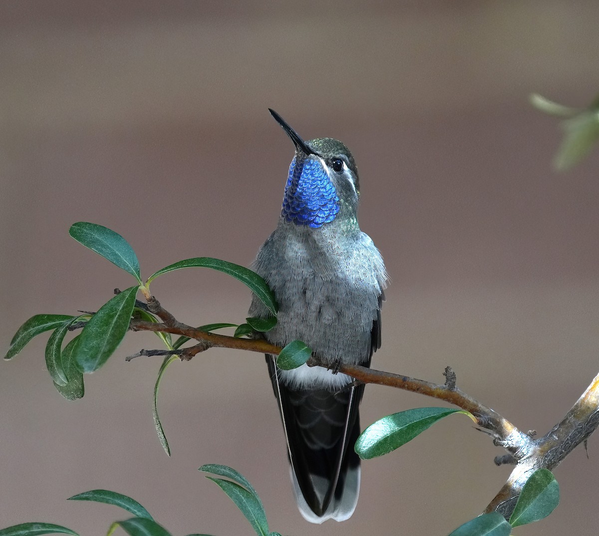 Blue-throated Mountain-gem - ML646368385