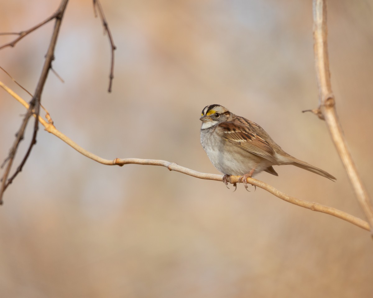 White-throated Sparrow - ML646368386