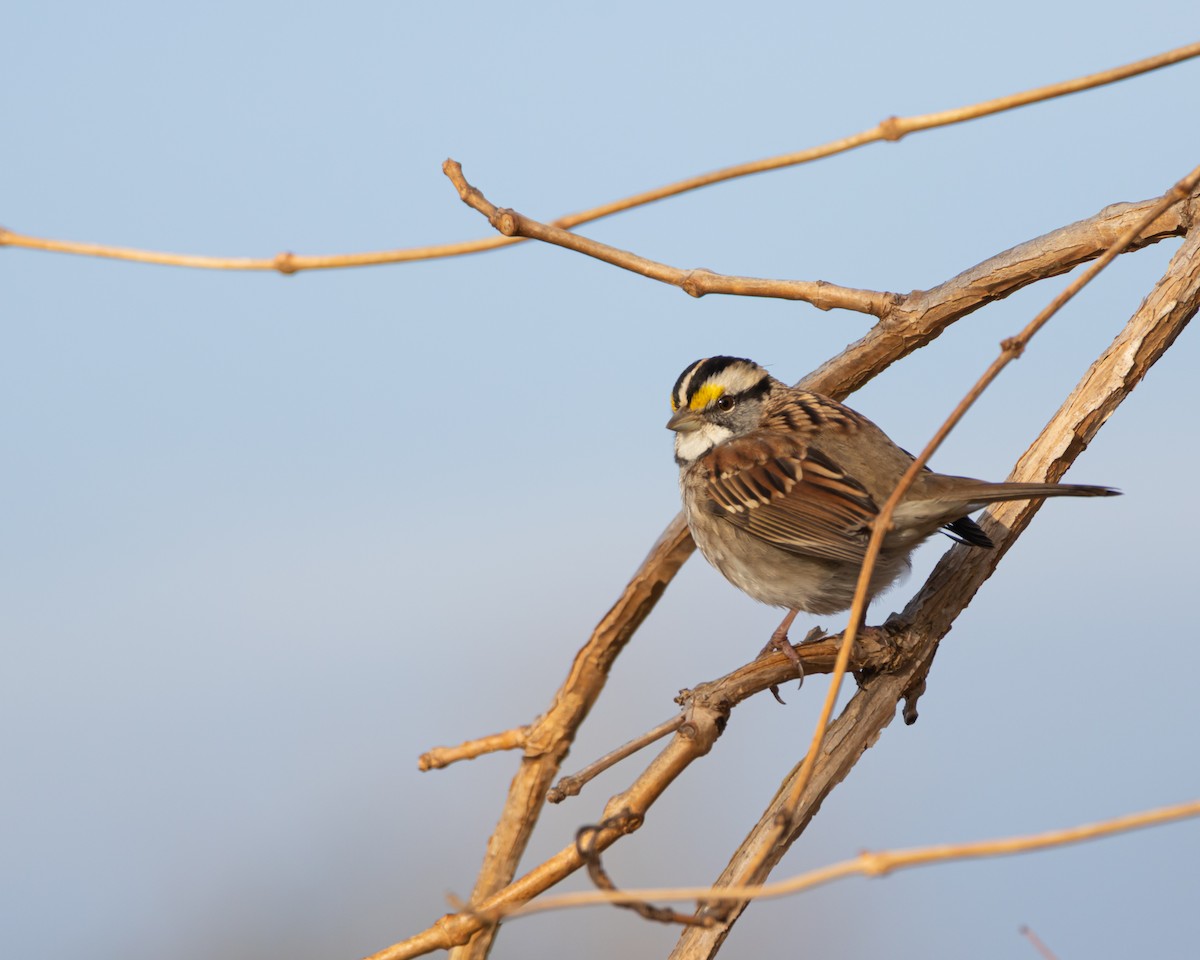 White-throated Sparrow - ML646368387