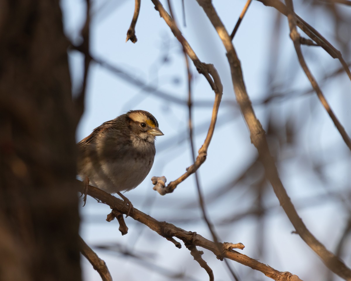 White-throated Sparrow - ML646368388
