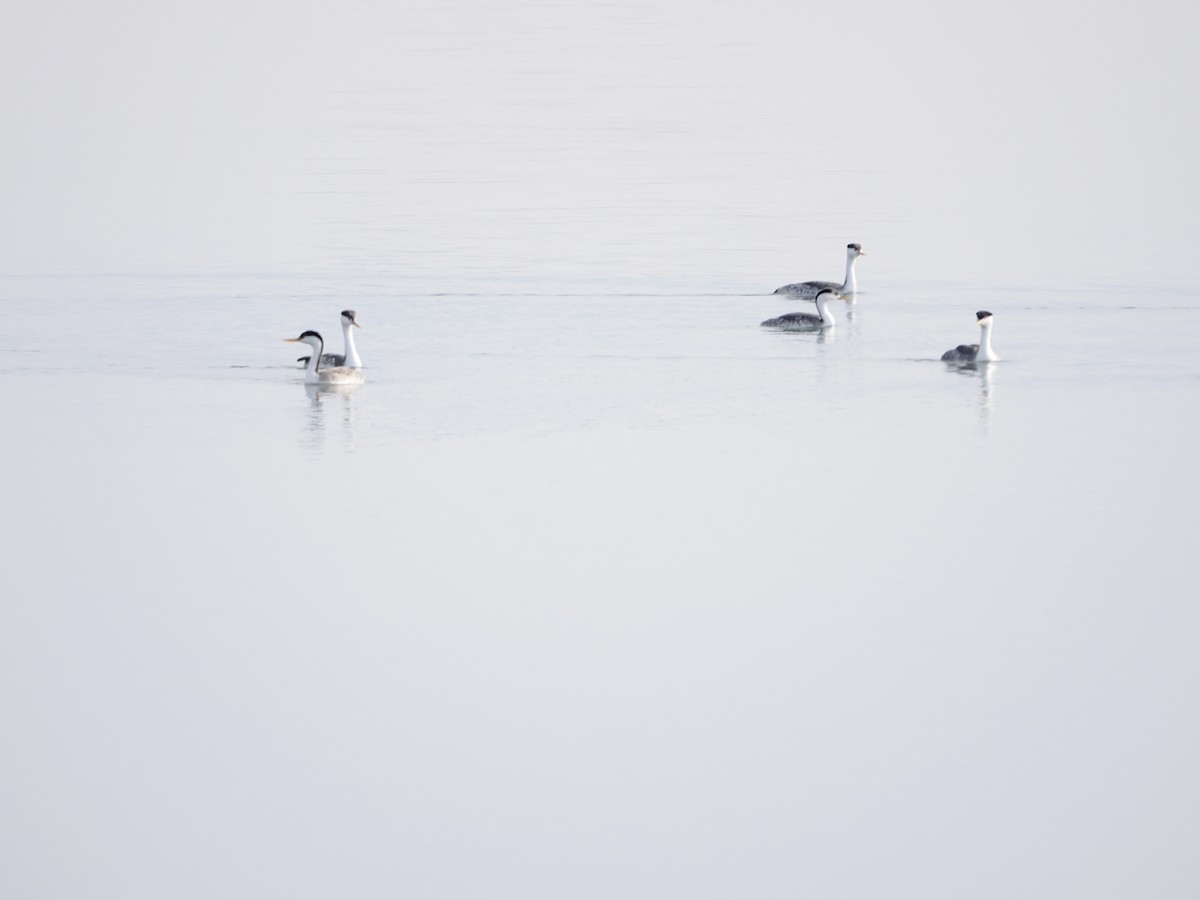 Western Grebe - ML646368389