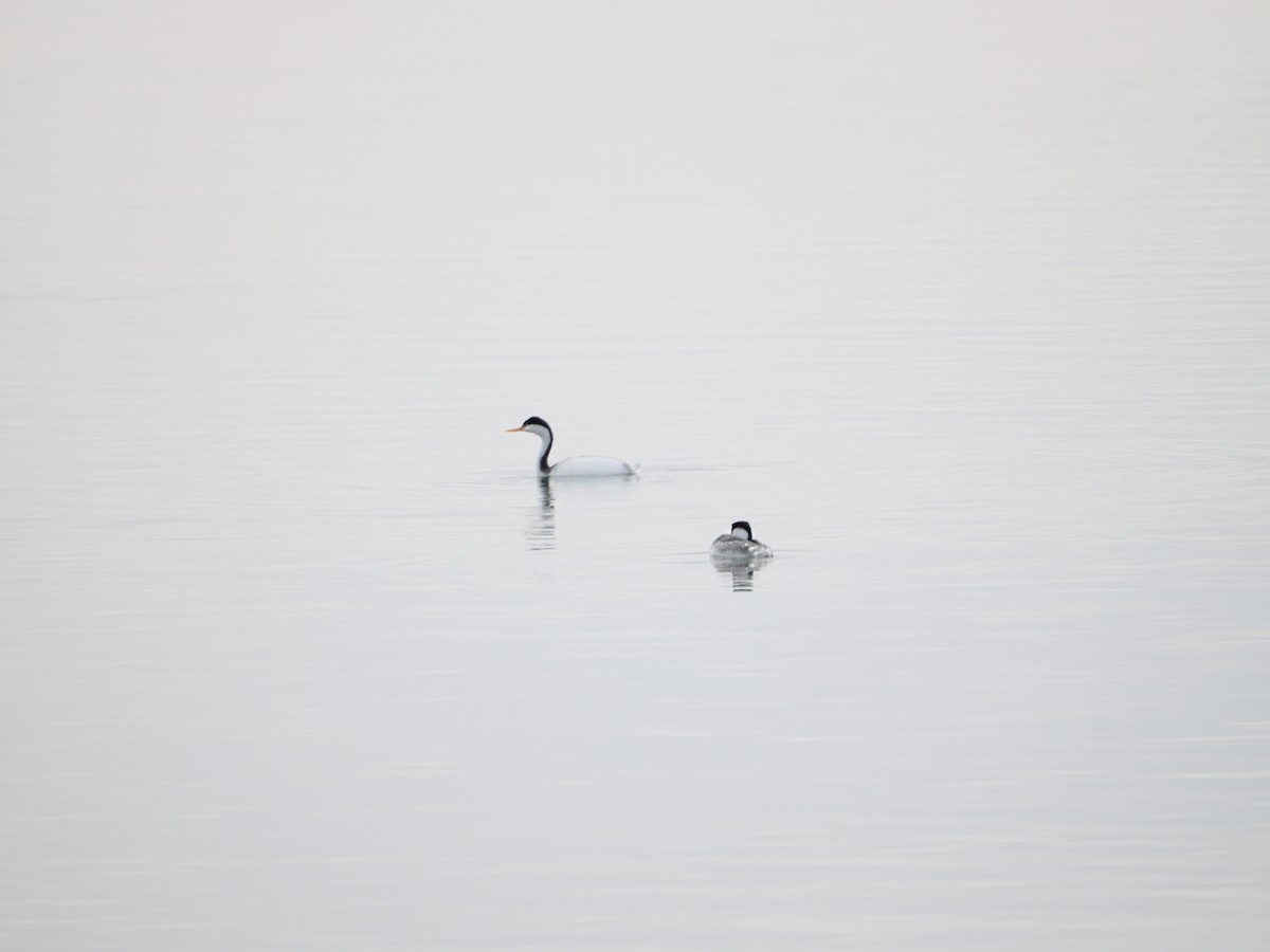 Western Grebe - ML646368390