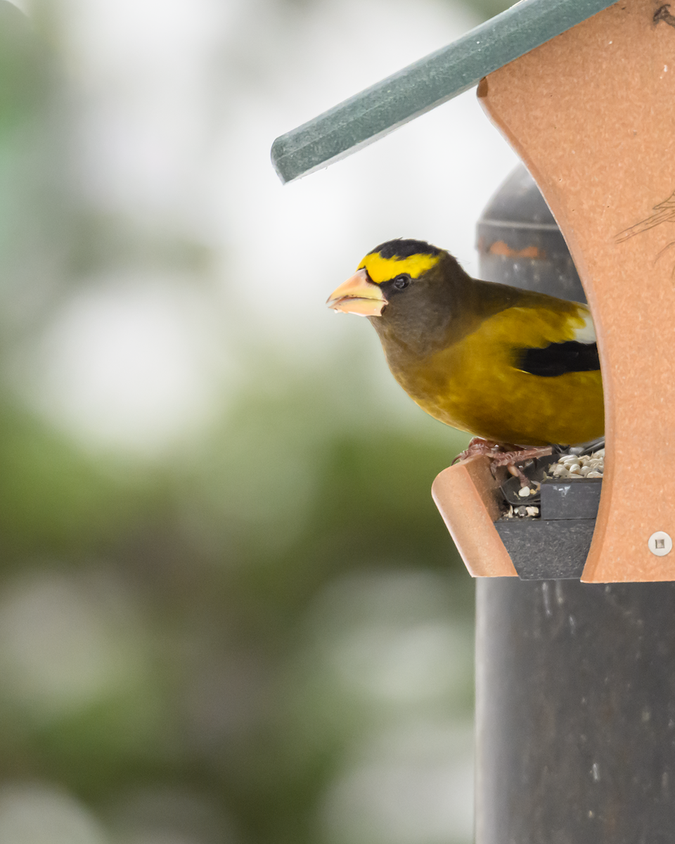 Evening Grosbeak - ML646368391