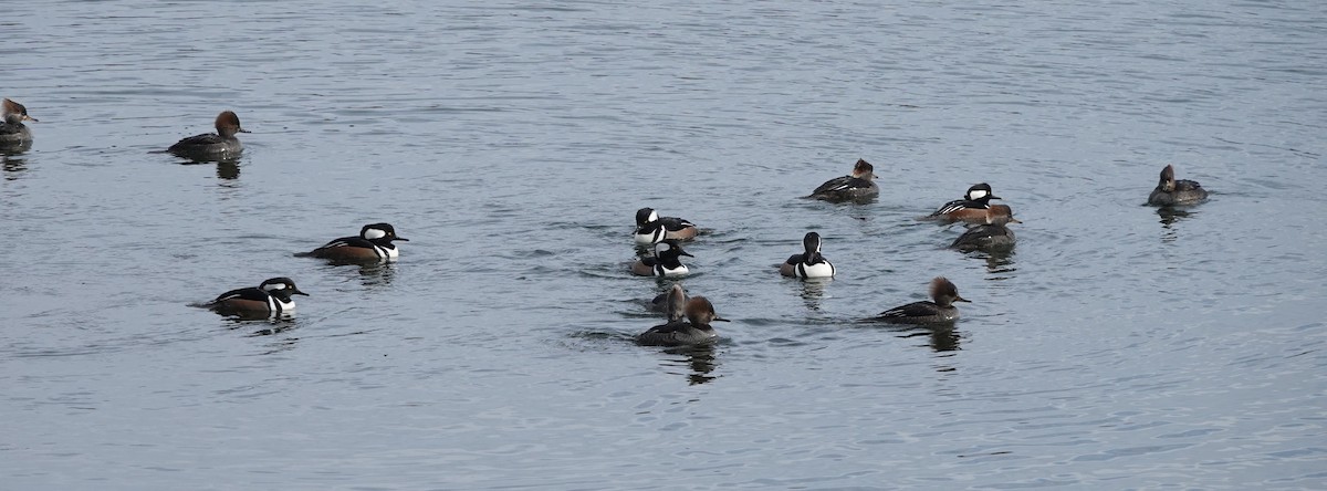 Hooded Merganser - ML646368392