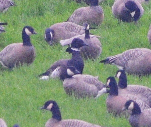 Brant - ML646368401