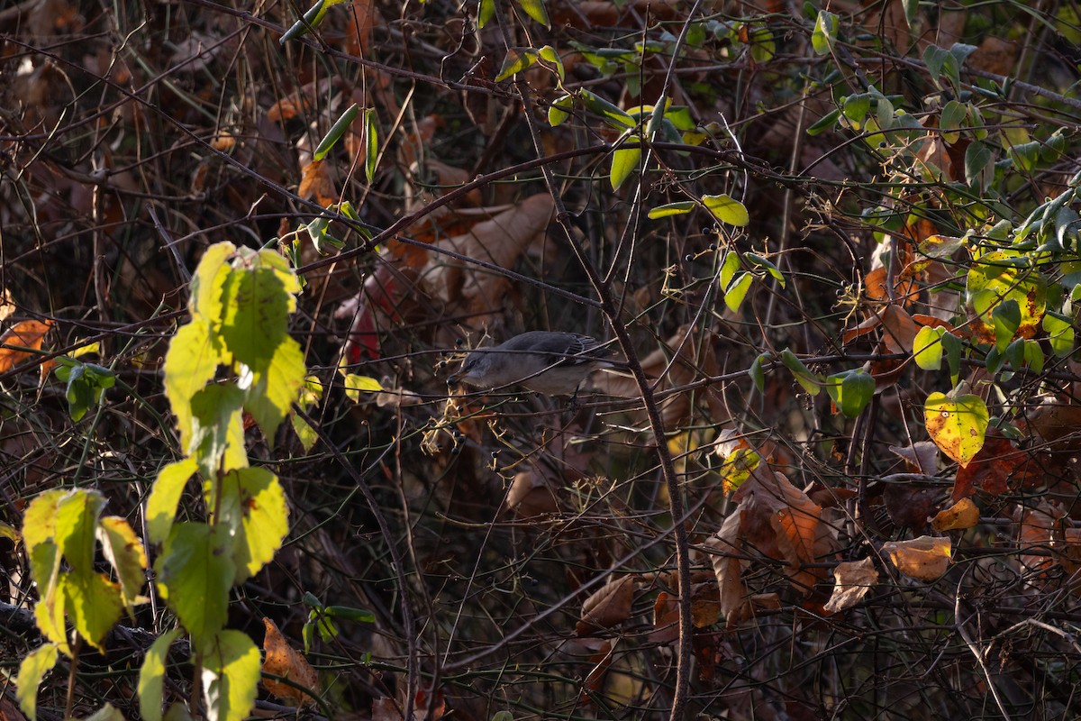 Пересмішник багатоголосий - ML646368405