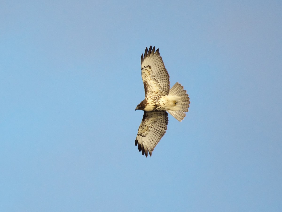 Red-tailed Hawk - ML646368407