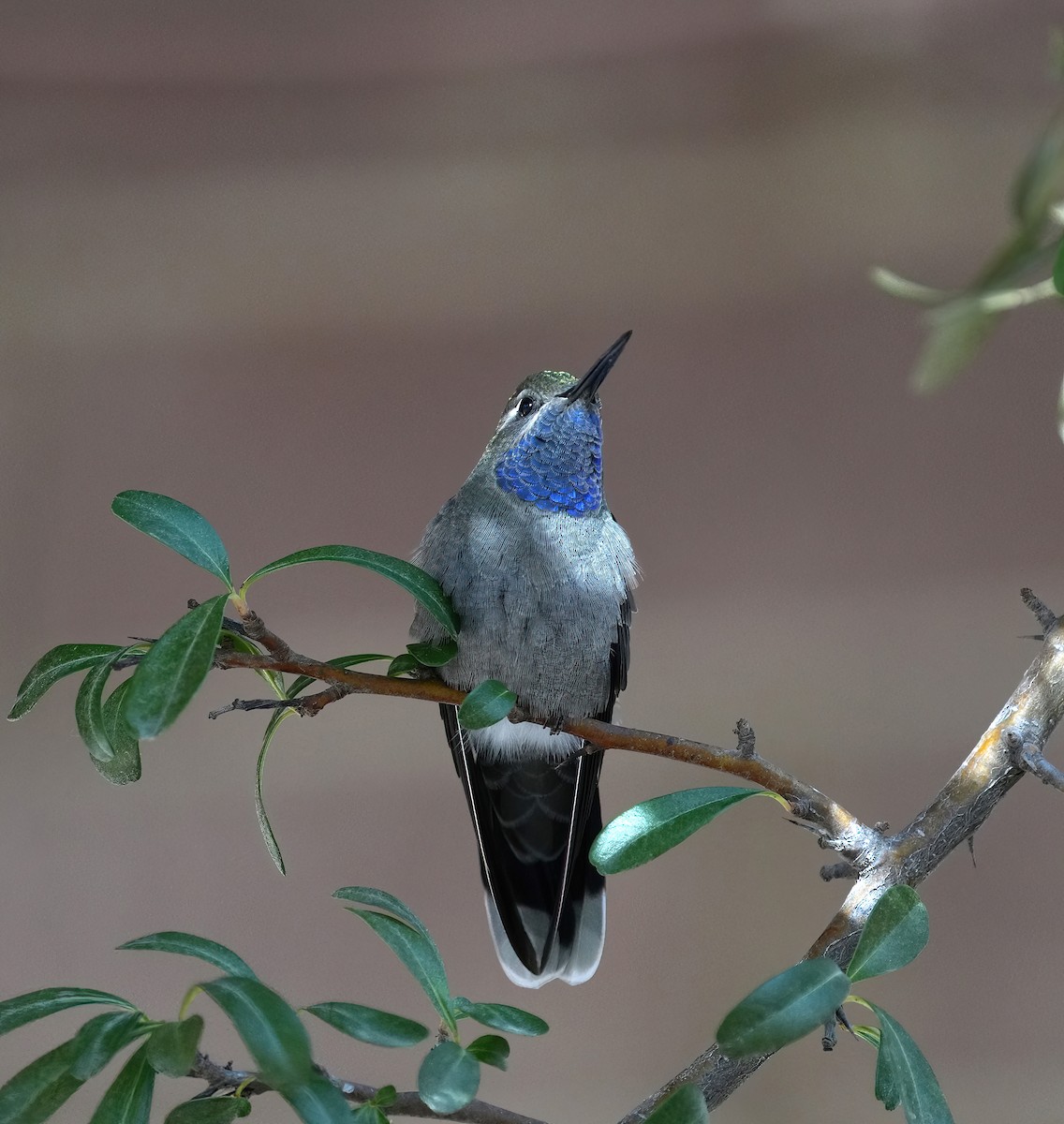 Blue-throated Mountain-gem - ML646368409