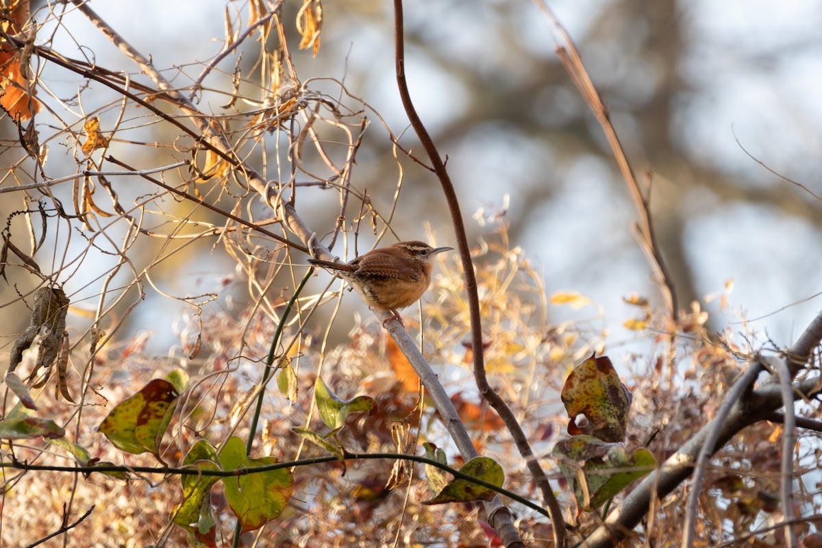 Carolina Wren - ML646368410