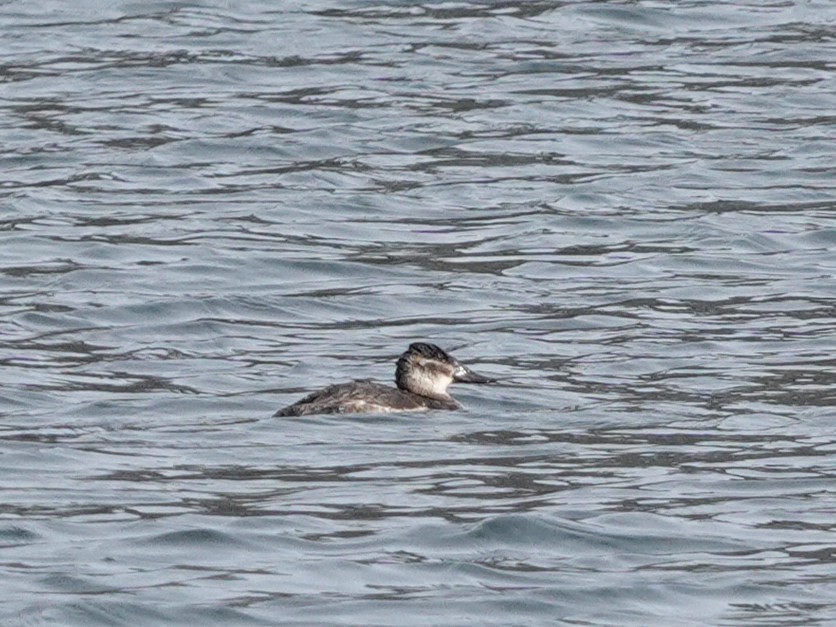 Ruddy Duck - ML646368411