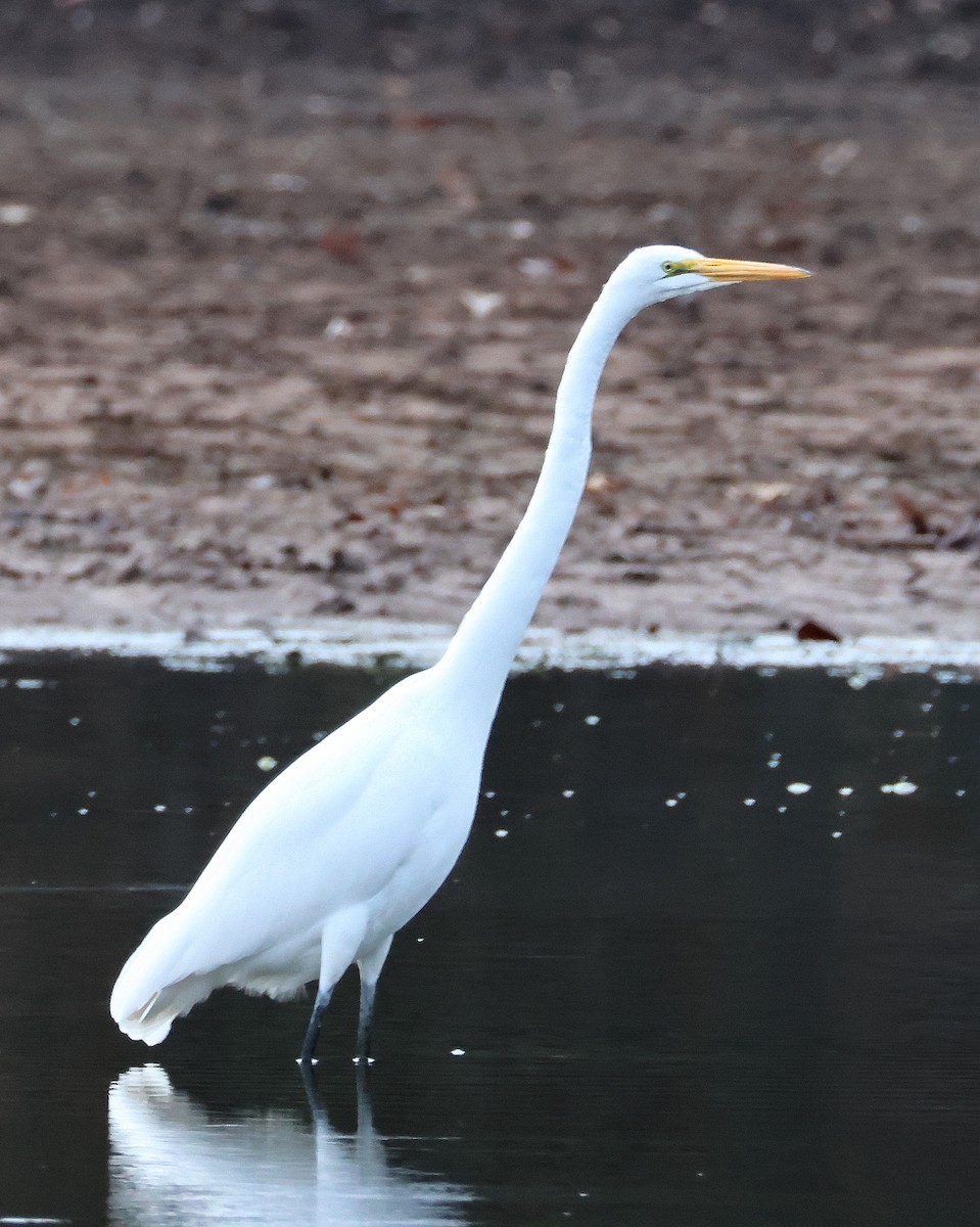 Great Egret - ML646368412