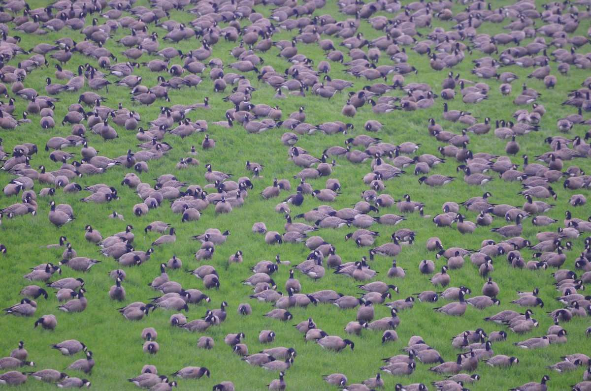 Cackling Goose - ML646368413