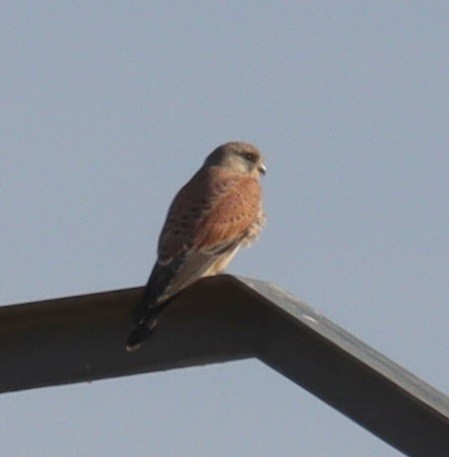 Eurasian Kestrel - ML646368414