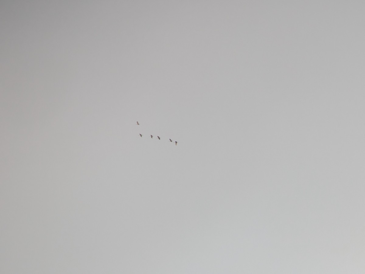 Sandhill Crane - ML646368419