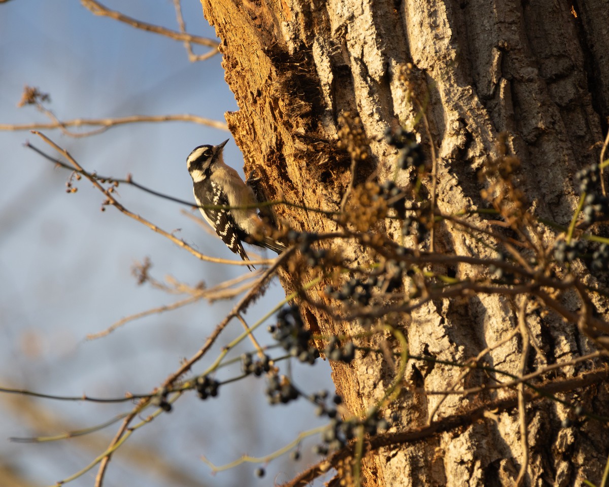 Downy Woodpecker - ML646368421