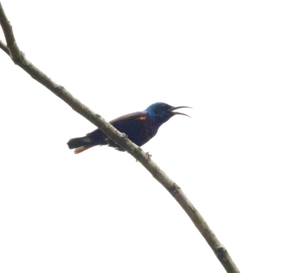 Маріка пурпурова - ML646368424