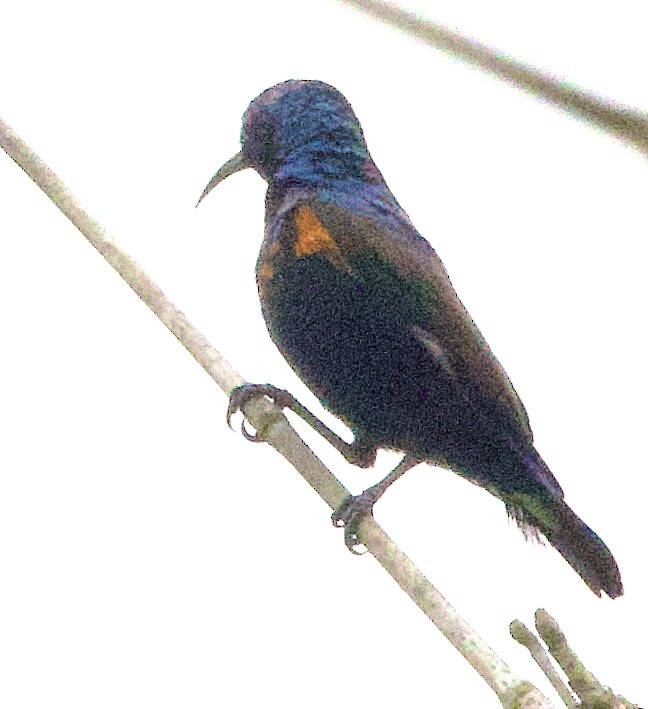 Маріка пурпурова - ML646368425