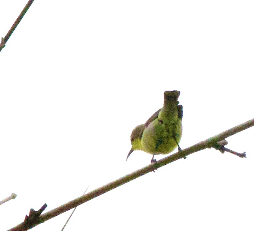 Маріка пурпурова - ML646368426