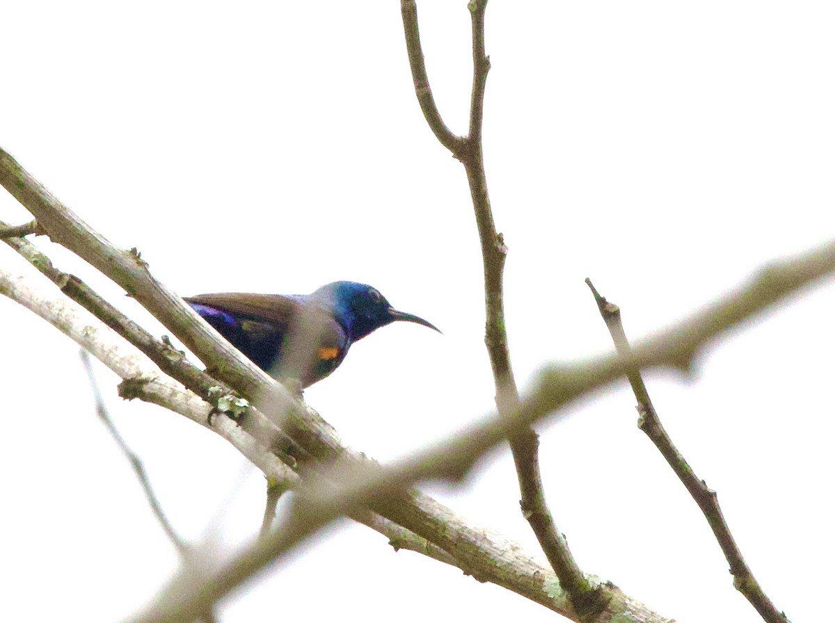 Маріка пурпурова - ML646368427