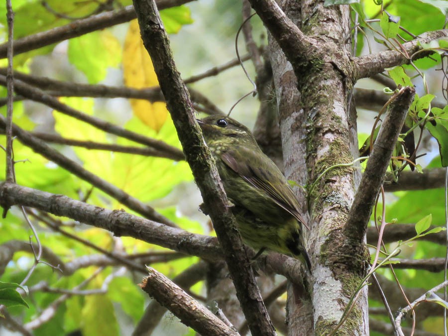 Velvet Asity - ML646368428