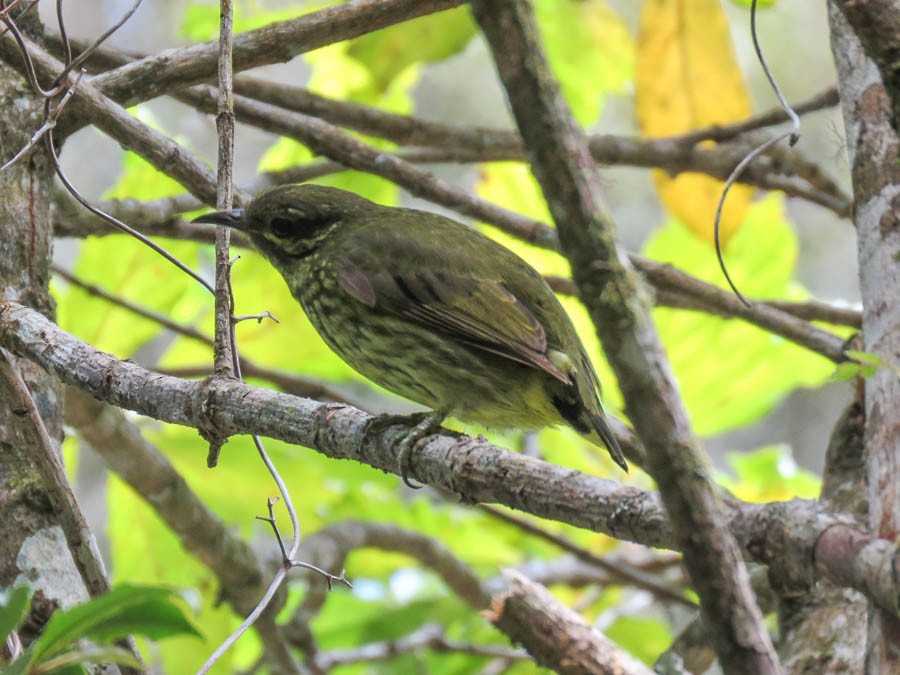 Velvet Asity - ML646368429