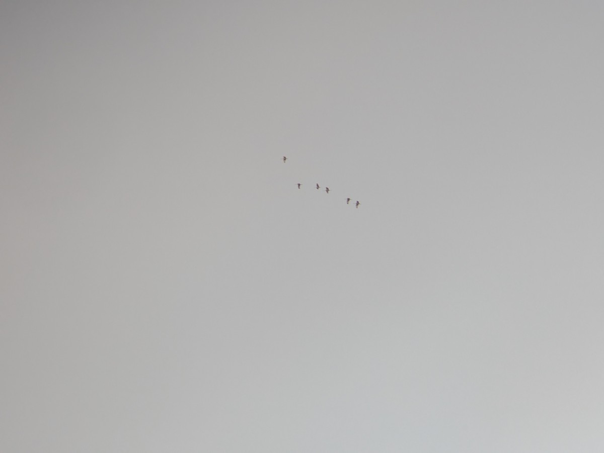 Sandhill Crane - ML646368430