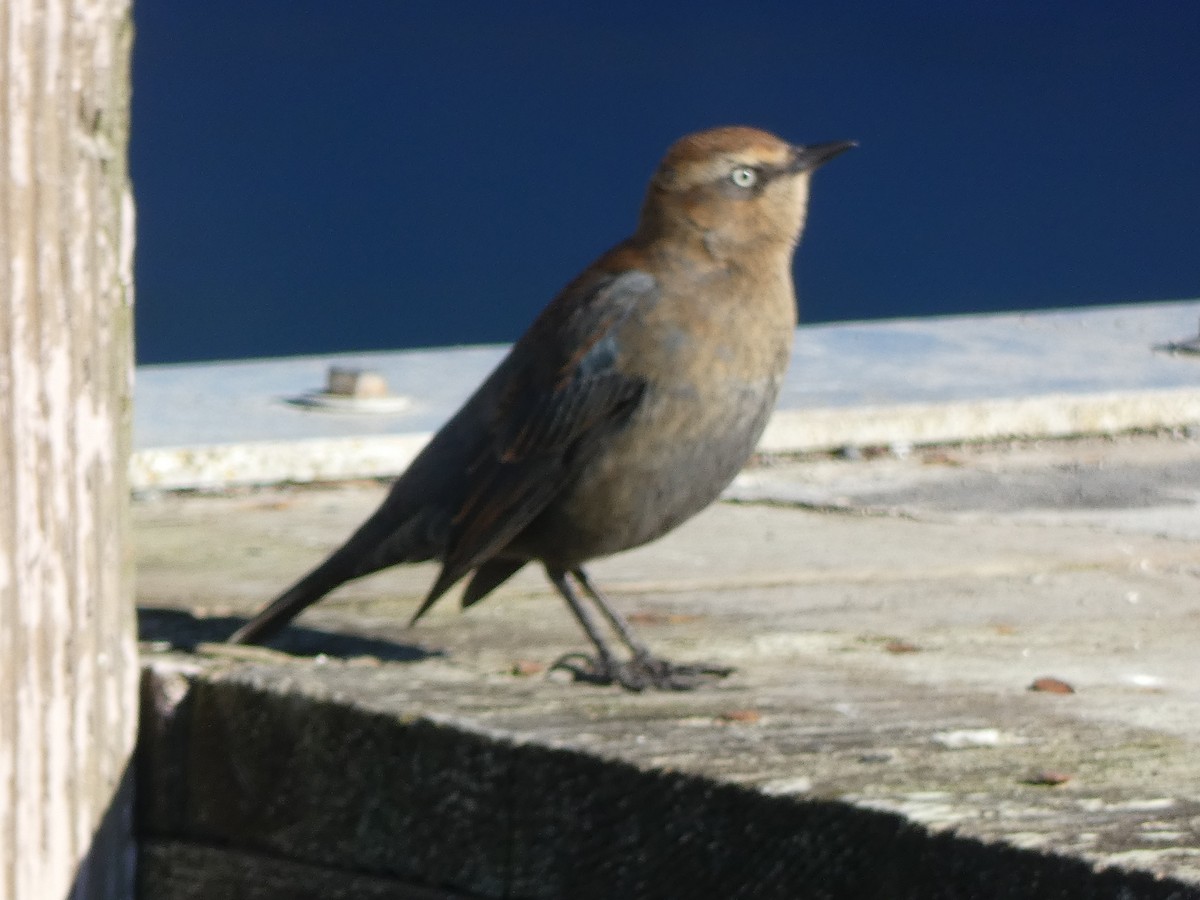 Rusty Blackbird - ML646368437