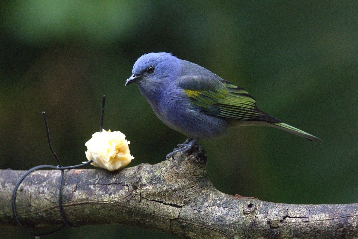 Golden-chevroned Tanager - ML646368440
