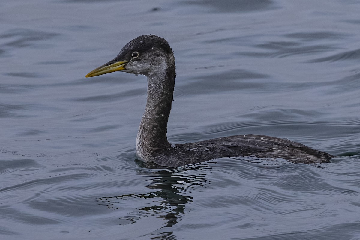 Red-necked Grebe - ML646368442