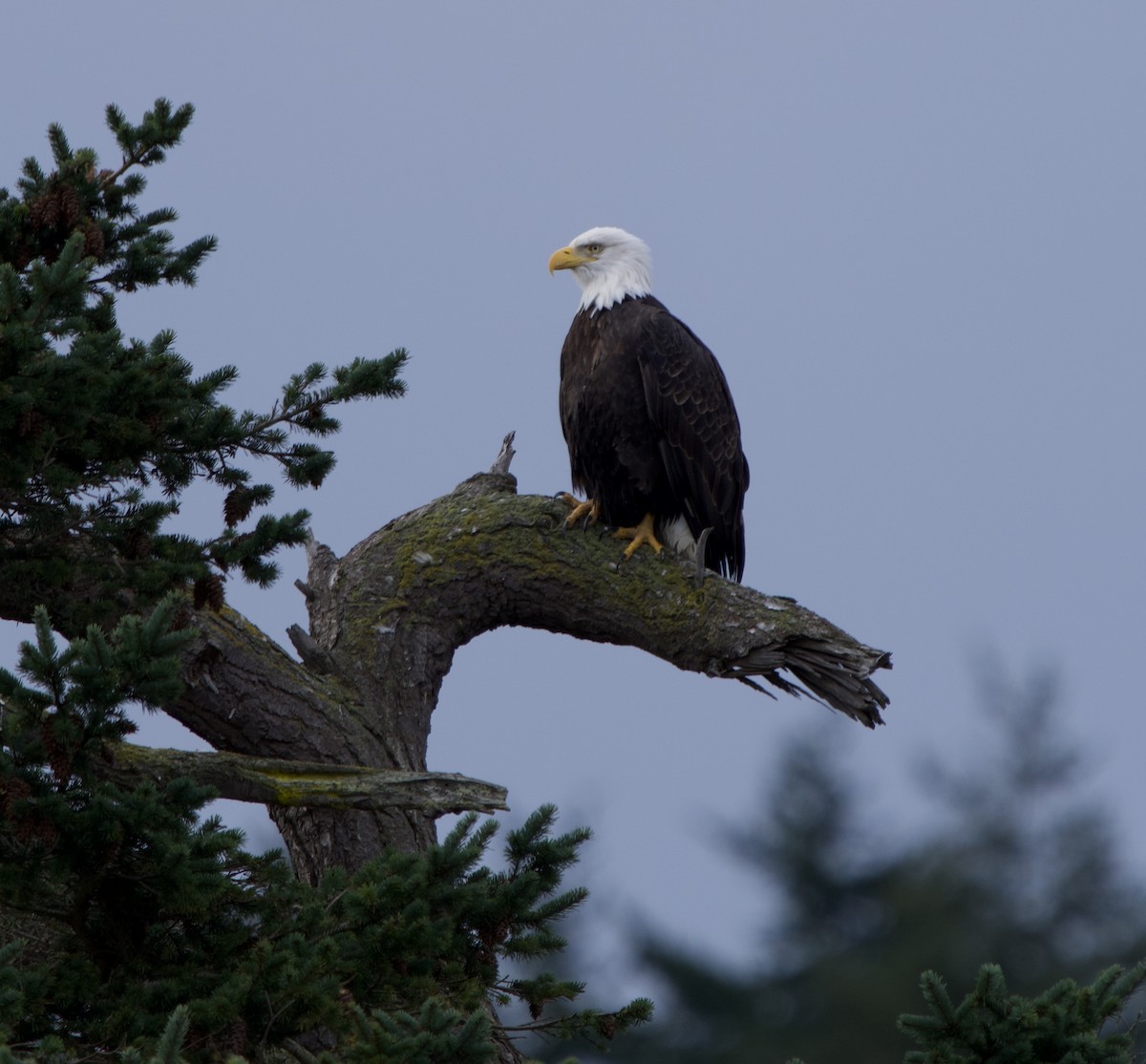 Bald Eagle - ML646368443
