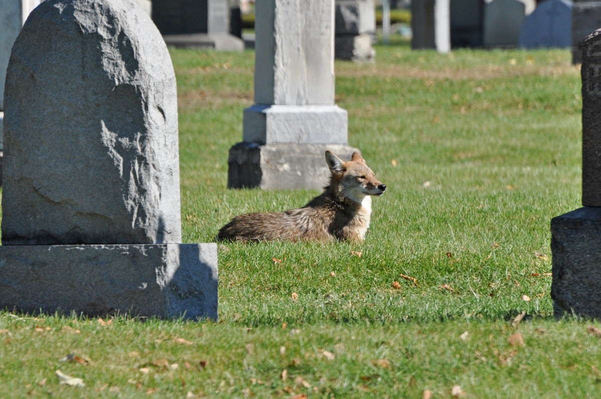 Coyote - ML646368444