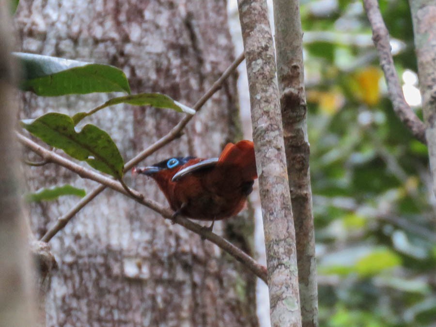 Malagasy Paradise-Flycatcher - ML646368445
