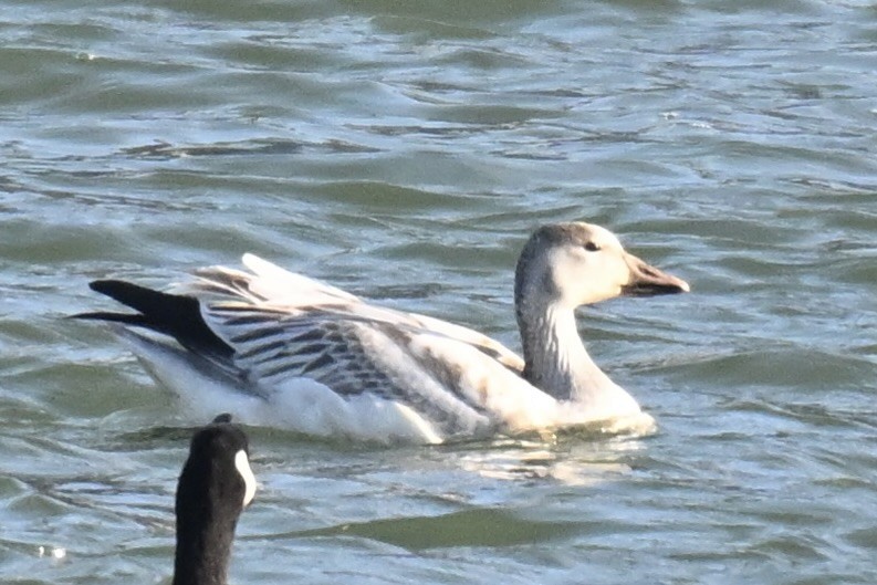 husa sněžní - ML646368446