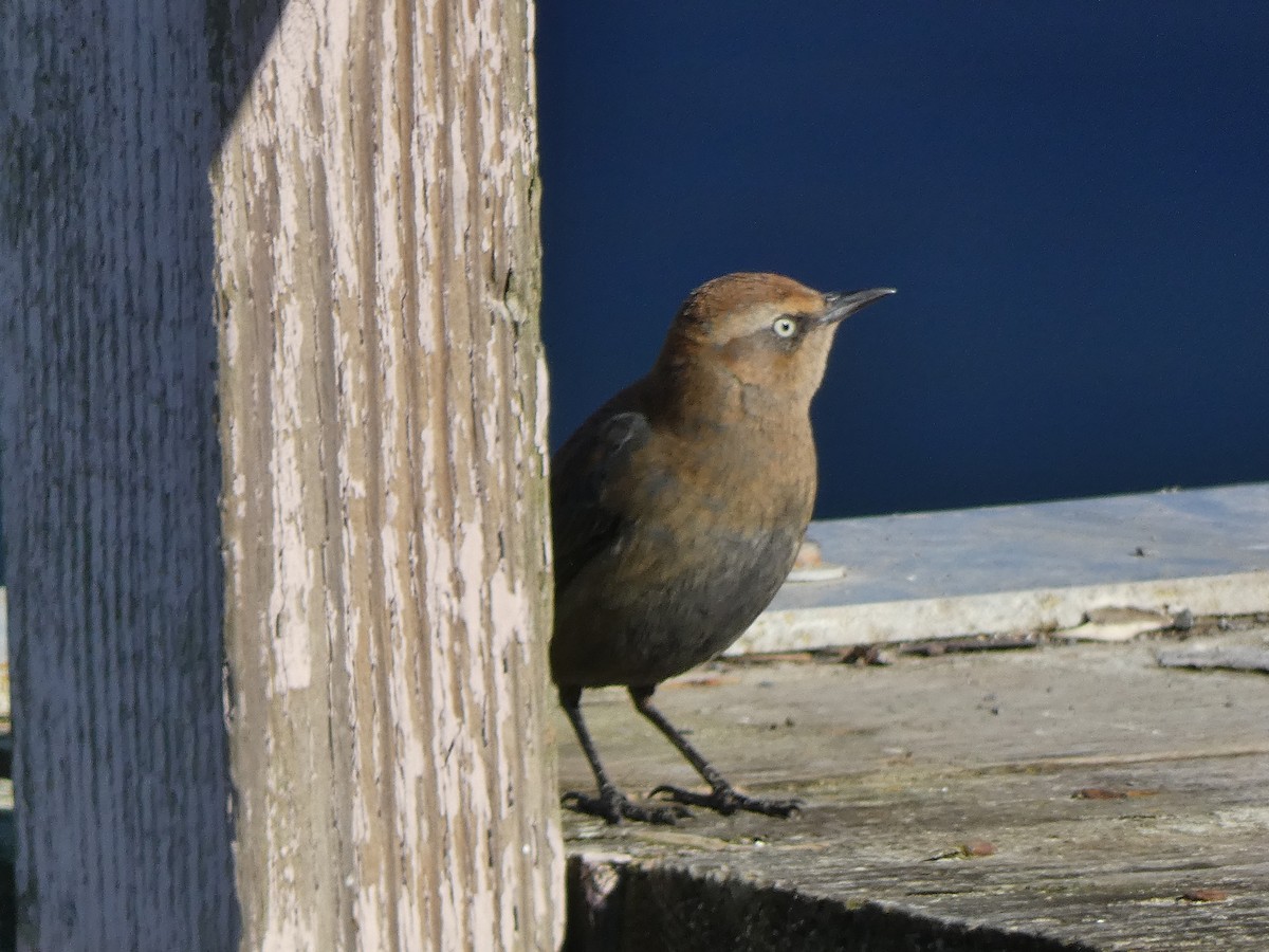 Rusty Blackbird - ML646368448