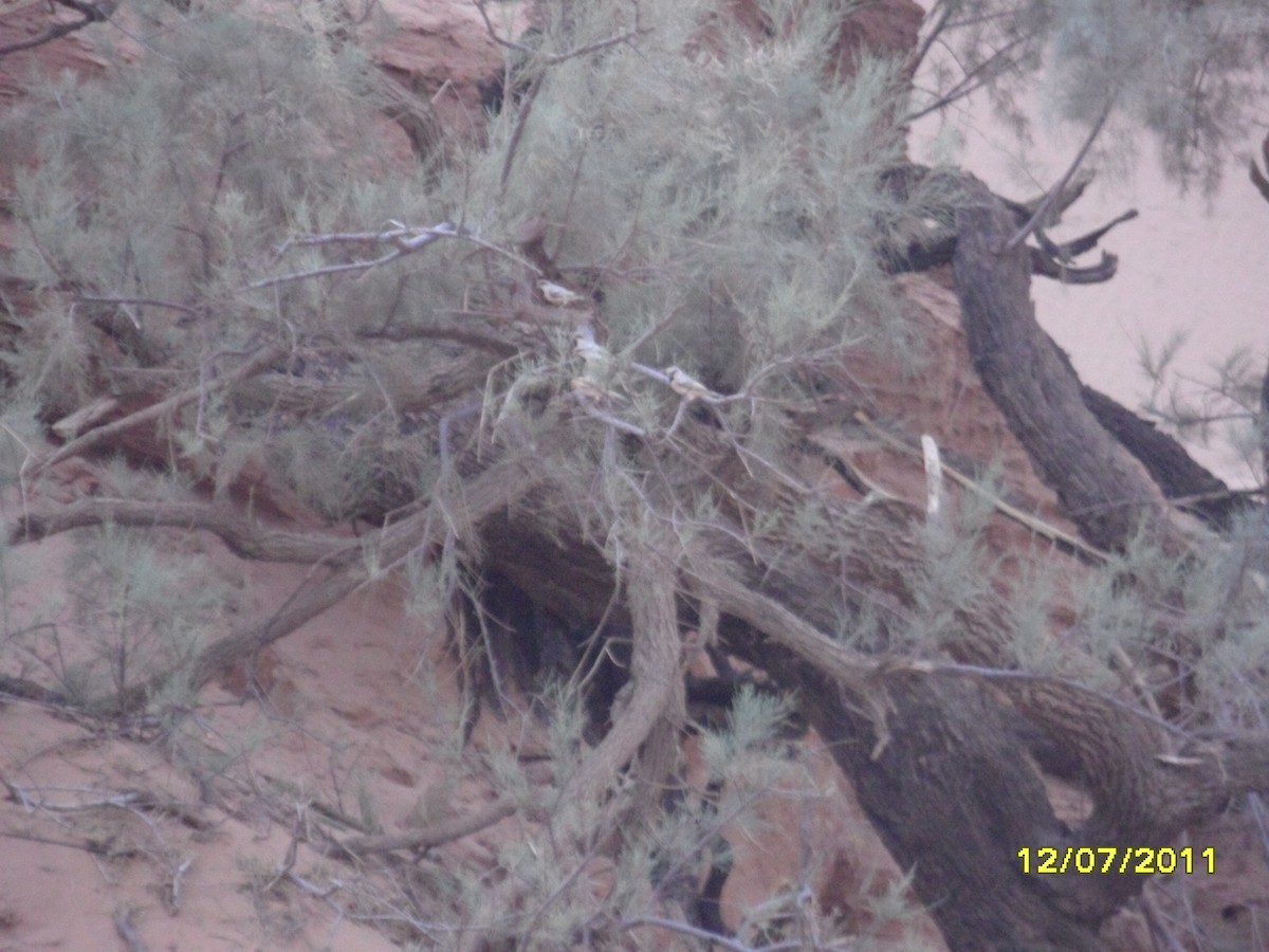 vrabec pouštní - ML646368449