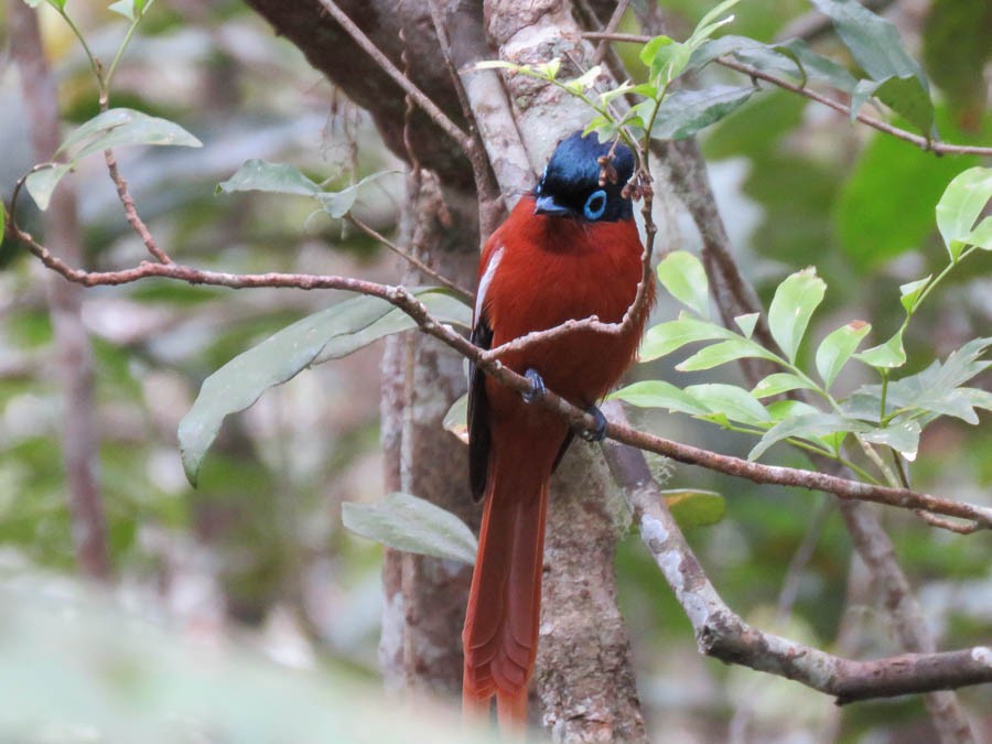 Malagasy Paradise-Flycatcher - ML646368450