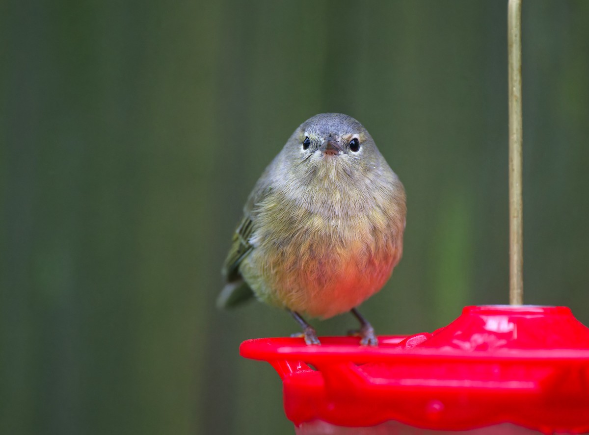 Orange-crowned Warbler - ML646368452