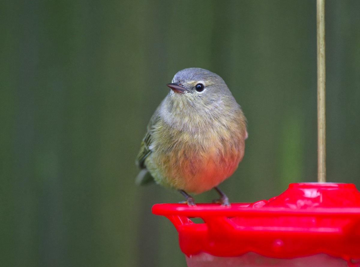 Orange-crowned Warbler - ML646368453