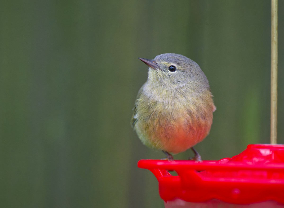 Orange-crowned Warbler - ML646368454