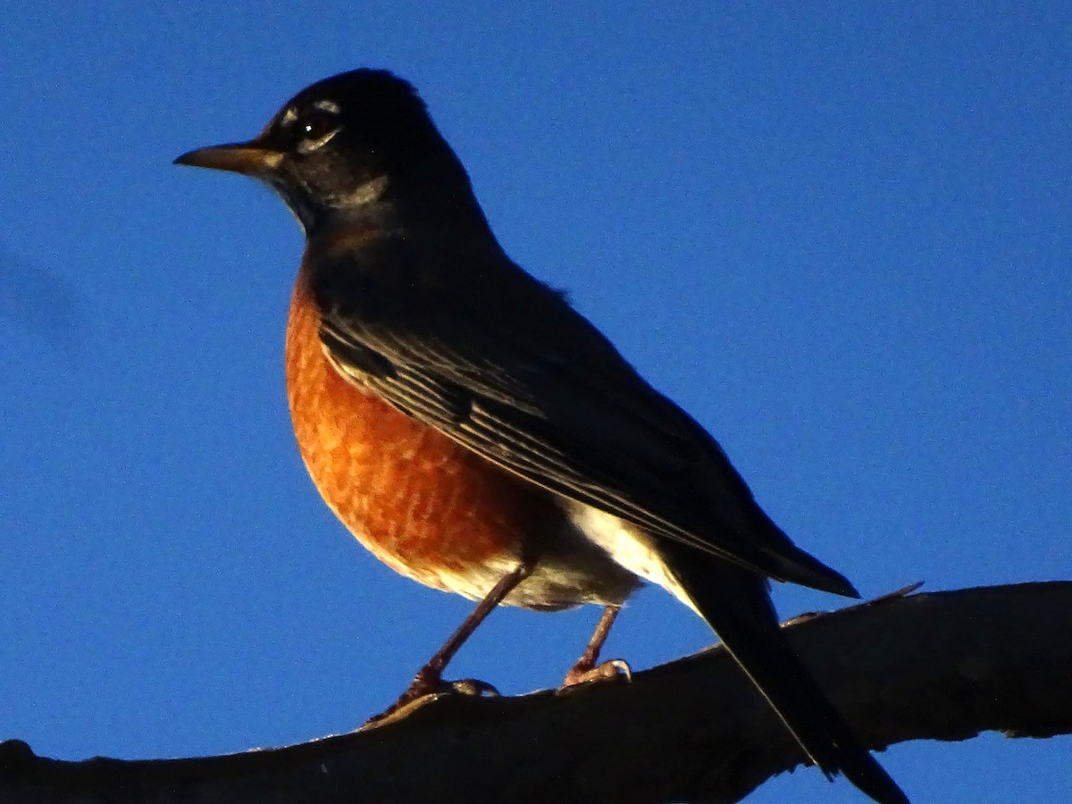 American Robin - ML646368456