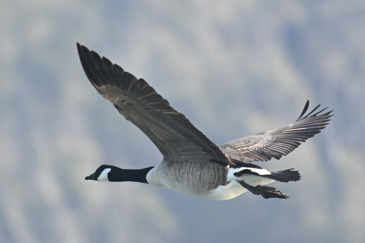 berneška velká - ML646368459