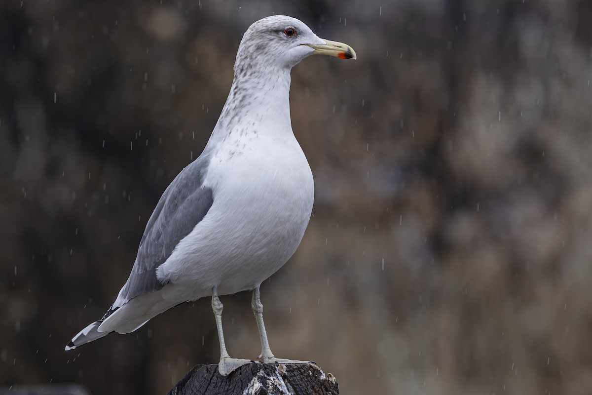 California Gull - ML646368461