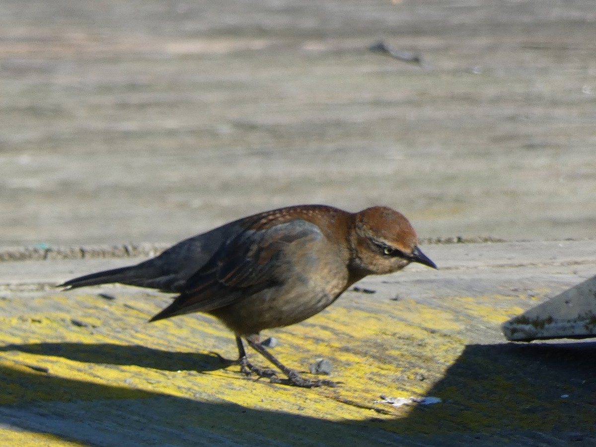 Rusty Blackbird - ML646368462