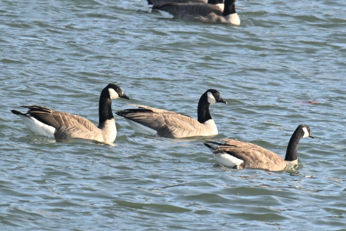 berneška velká - ML646368474